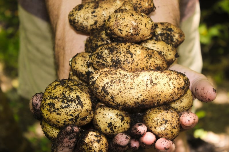 Organic Gardening Tips