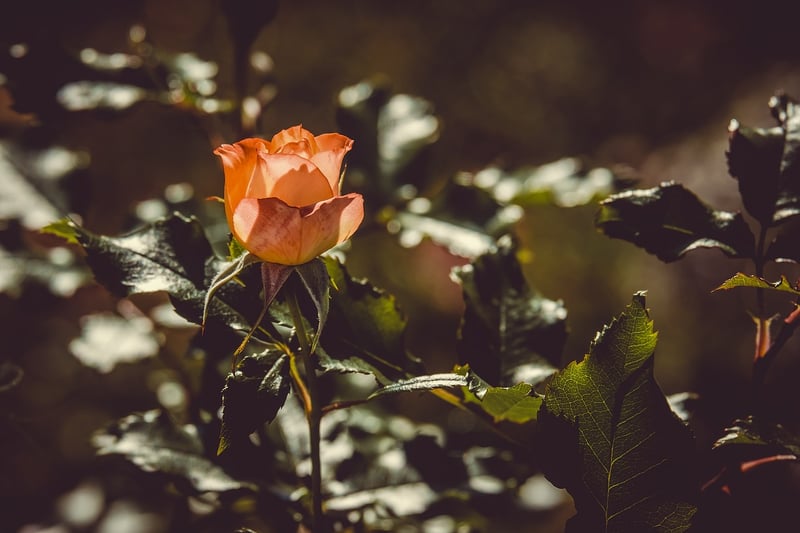 Vintage Garden Rose