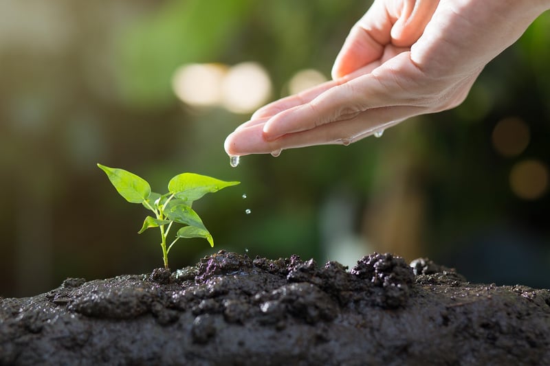 Organic Gardening