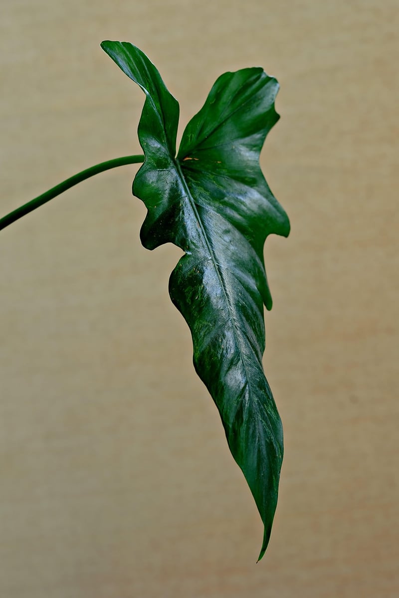 Palm Leaves